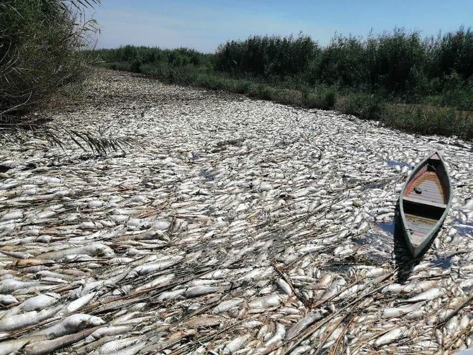 Irak’ta onlarca ton balık telef oldu