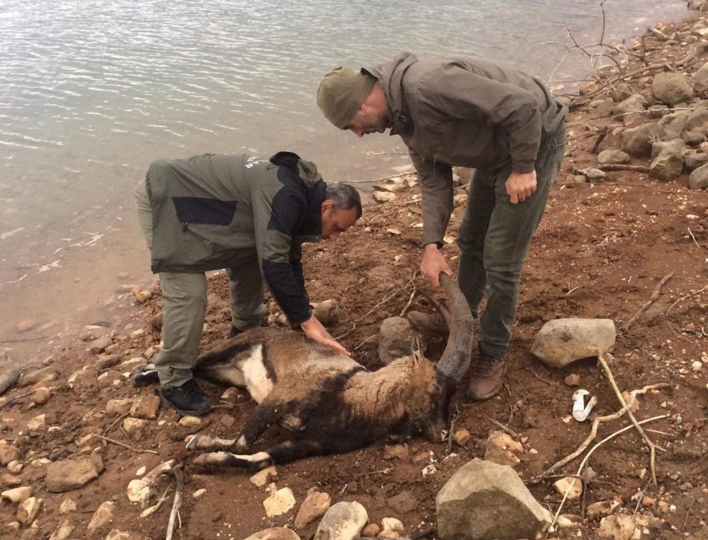 Siirt’te nesli tükenmekte olan dağ keçisi yükselen baraj suyunda telef oldu