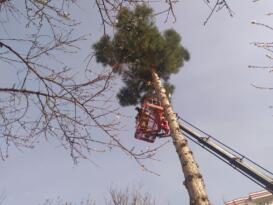 Siirt’te ağaçta mahsur kalan kediyi itfaiye ekipleri kurtardı