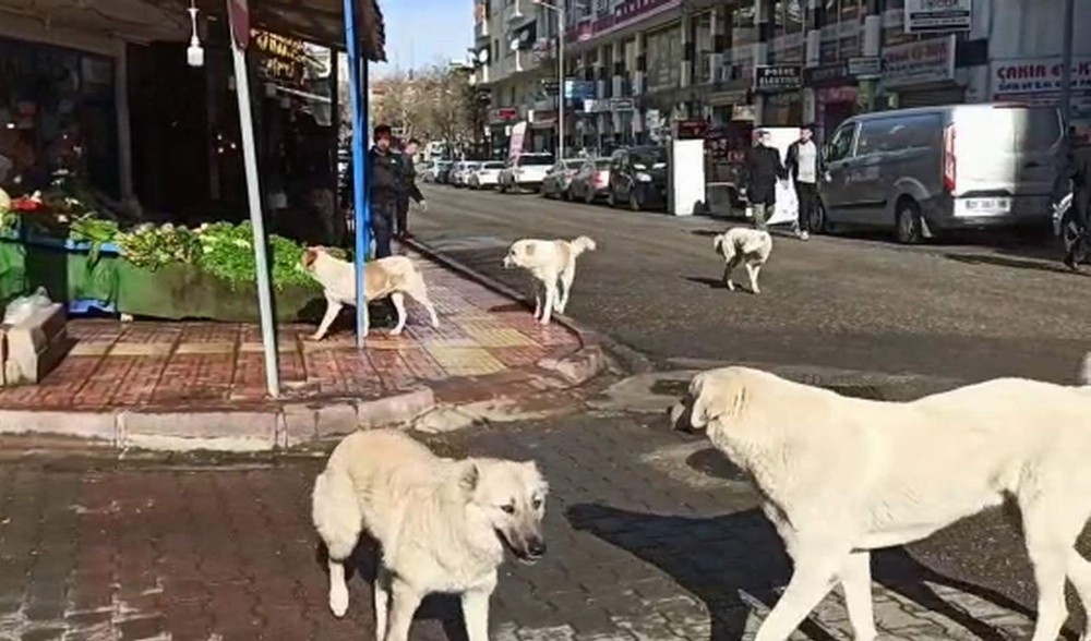 Siirt’te grup halinde gezen başıboş köpekler vatandaşları korkutuyor