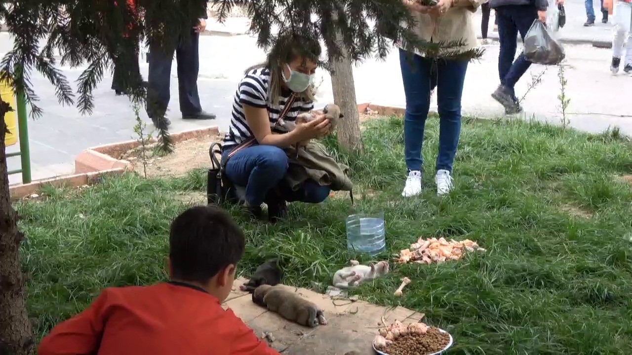 Siirt’te caddede doğum yapan köpeğe vatandaşlar sahip çıktı