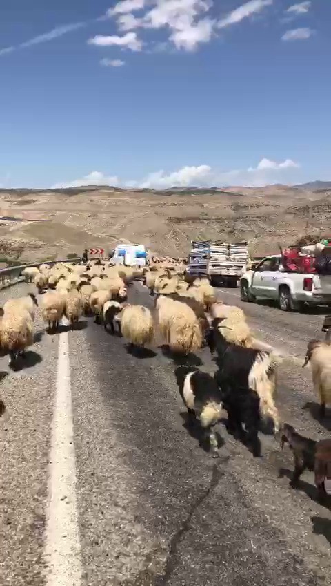 Siirt’te koyun sürüsü karayolunu kapattı