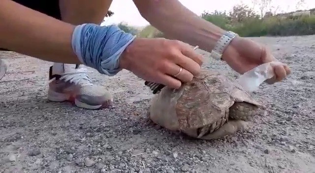 Siirt’te plastik şişeye sıkışan kaplumbağa vatandaşlar tarafından kurtarıldı