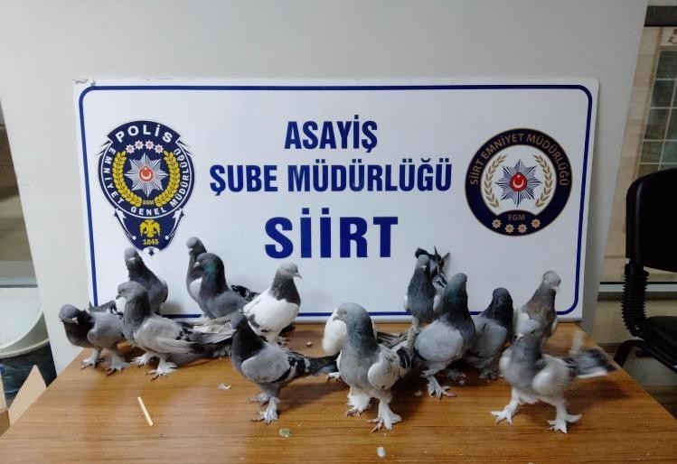 Siirt’te 14 adet güvercin çalan hırsız yakalandı
