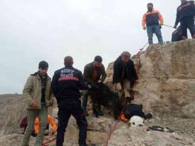 Siirt’te kayalıklarda 14 gündür mahsur kalan keçi kurtarıldı